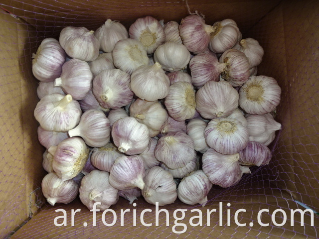 Normal Garlic Crop 2019